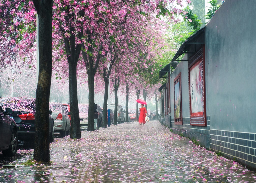 陳麗萍+＋紅花雨霧.jpg