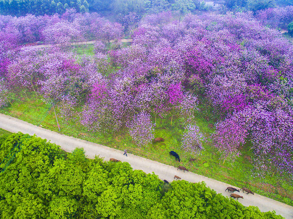 甘向東+花海牧歌.jpg