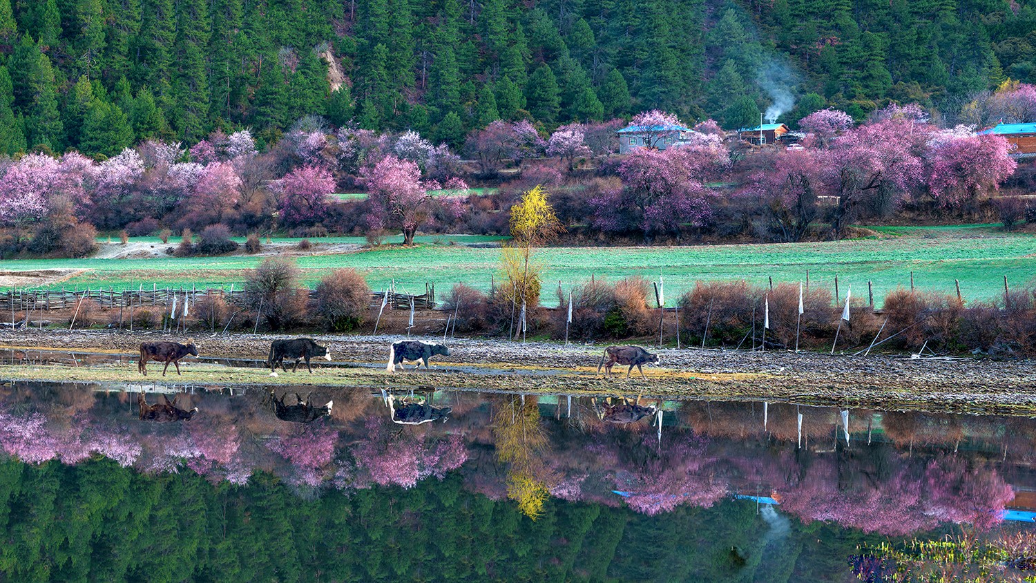 桃花村 曾萍.jpg